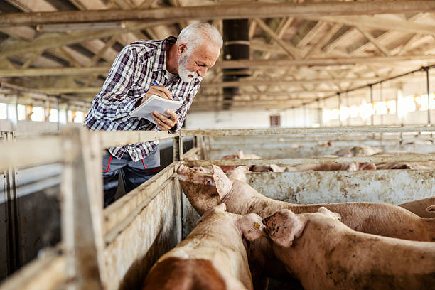 istock Senior farmer writing down in textbook at pig farm. 2208265547