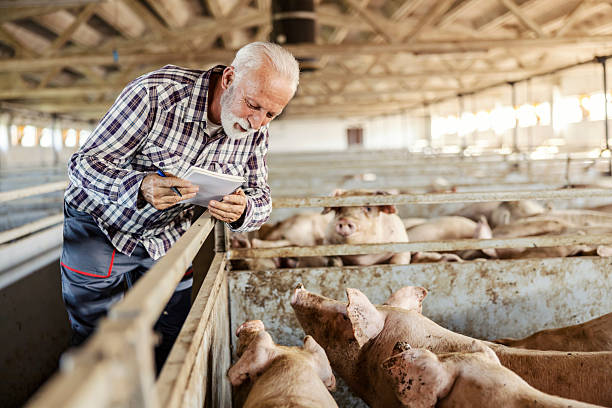 istock An old farmer with textbook examining pigs in pen. 2208265756