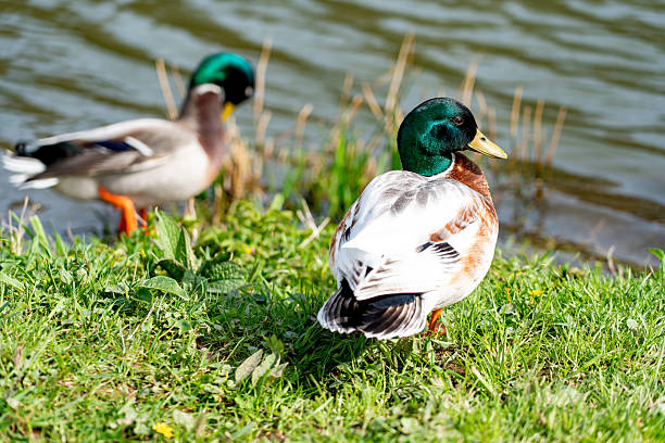 istock Pair of Mallard Ducks by a Tranquil Pond 2208267223