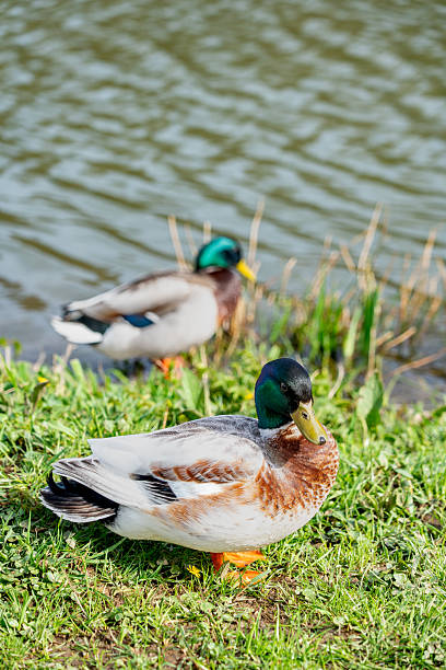 istock Pair of Mallard Ducks by a Tranquil Pond 2208267226