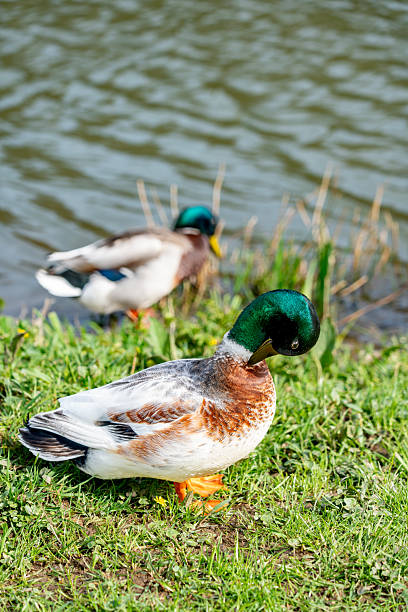 istock Two Mallard Ducks Near a Tranquil Pond 2208267229