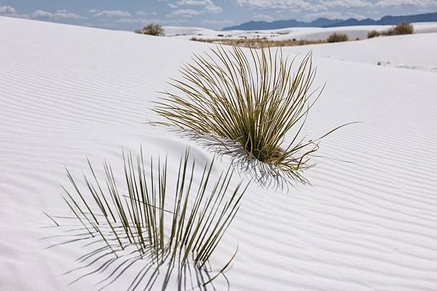 istock Yucca plants in White Sands National Park 2208267547