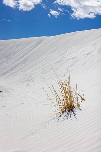 istock Golden grass on white sand dunes 2208267583