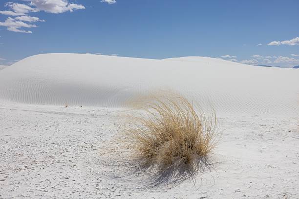 A serene view of White Sands National Park with blue sky and sparse vegetation, capturing the essence of a desert landscape.