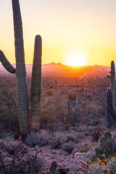 istock Desert Sunset with Cacti in Arizona 2208267609