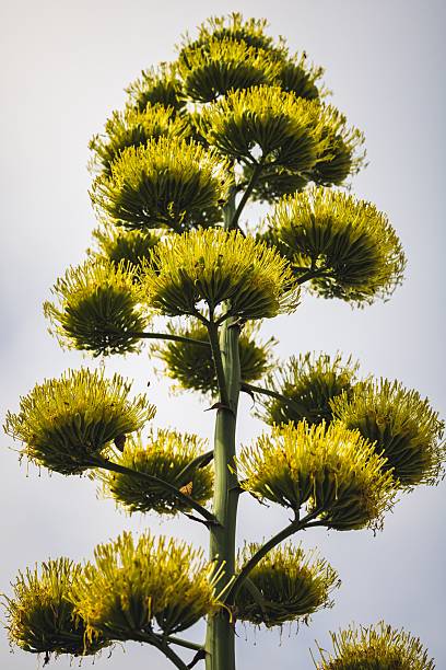 Close-up of a tall agave plant with vibrant yellow blooms against a clear sky.