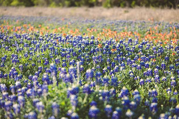istock Vibrant Texas bluebonnet field in spring. 2208269036