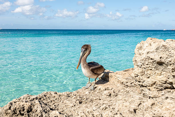 Brown pelican standing on rocky shore gazing at the blue ocean. Seaside wildlife scene featuring coastal bird. Tranquil beach setting with clear turquoise water.