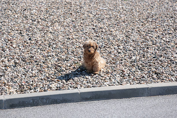 A small, fluffy brown dog sits on pebbles, looking devotedly straight at the camera. Bright sunlight casts a shadow behind it, highlighting the texture of the stones. A paved curb runs across the foreground.