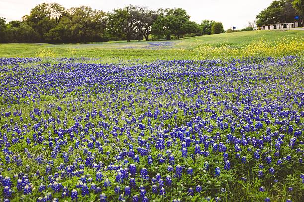 istock Vibrant Texas bluebonnet field under clear sky. 2208270398