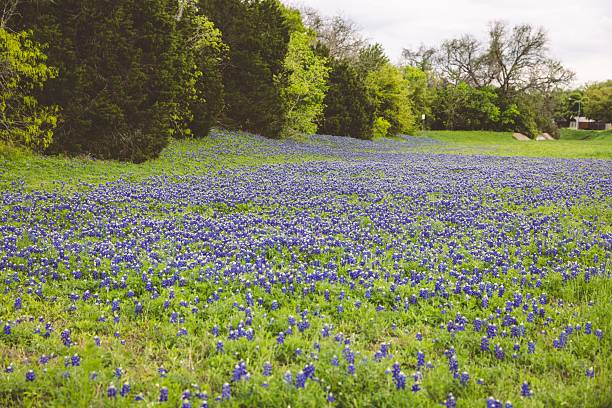 istock Vibrant bluebonnet field in Texas landscape. 2208270405