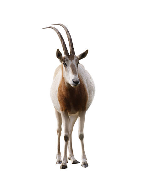 istock scimitar horned olyx isolated on white background 2208271160