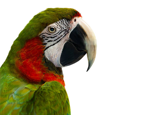 istock portrait large green macaw, (ara ambigua). isolated on white background 2208271186