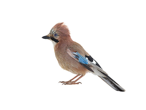 istock eurasian jay (garrulus glandarius) isolated on white background 2208271204