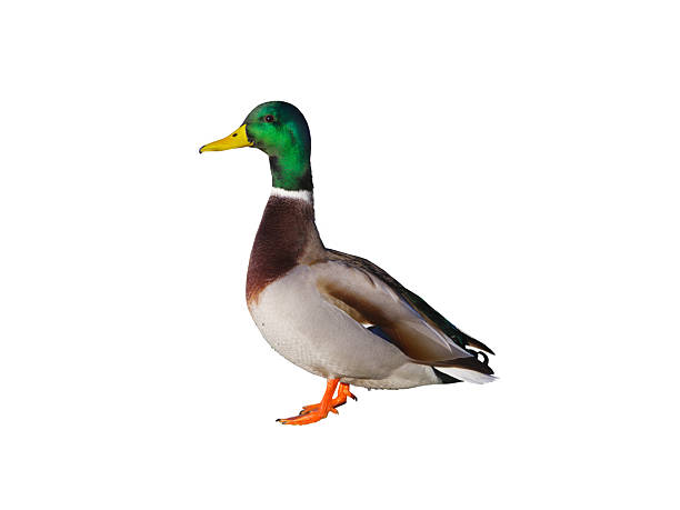 istock Male mallard duck isolated on white background 2208271247
