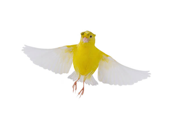 istock yellow canary in flight isolated on white background 2208271249