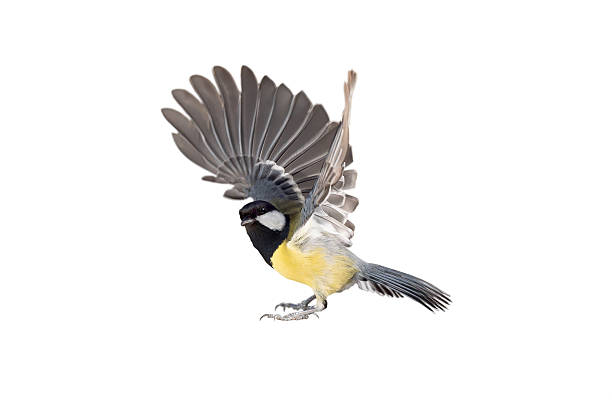 istock tit with spread wings before takeoff isolated on white background 2208271251