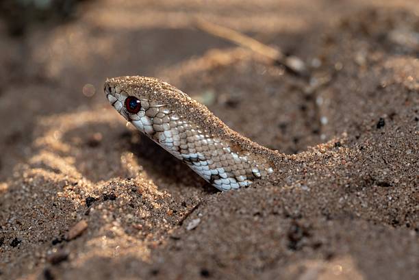 istock Camouflaged Snake in Desert Sand 2208272350