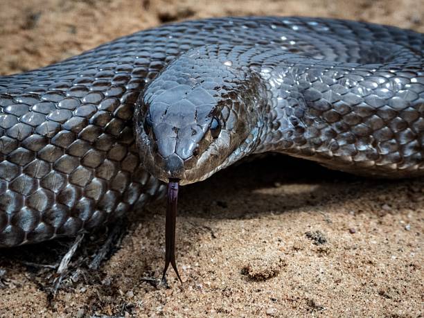 istock Close-up of a snake on sandy ground. 2208272353