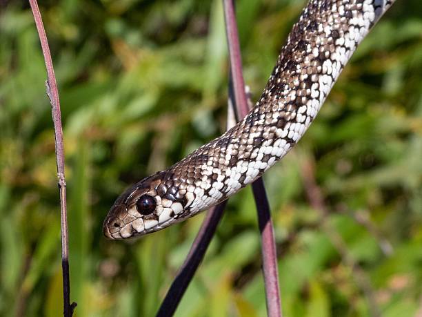 istock Close-up of a snake head among foliage. 2208272356