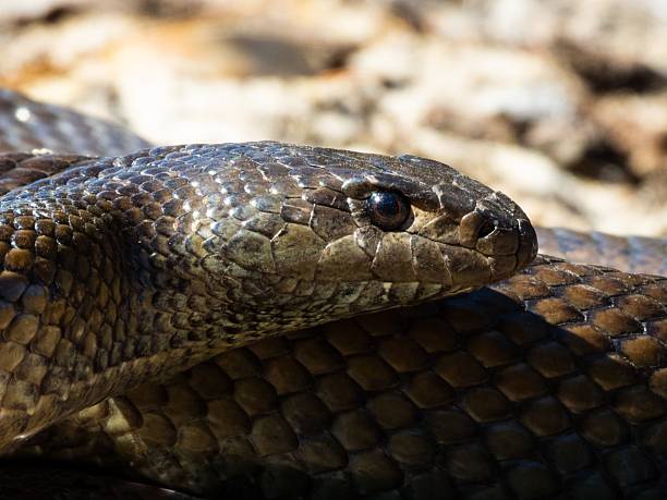 istock Close-up of a snake basking in sunlight. 2208272370