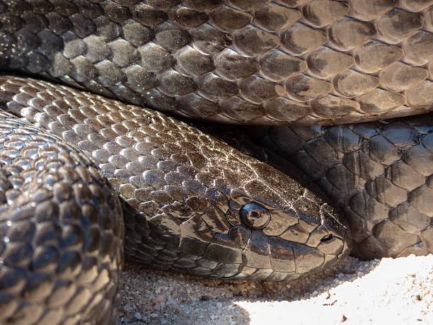 istock Close-up of a coiled black snake on sandy ground. 2208272375
