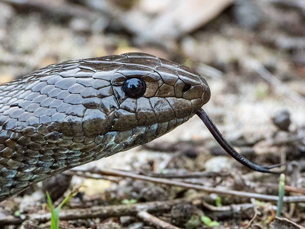 istock Close-up of a black snake with extended forked tongue. 2208272382