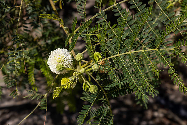 istock Mimosa blossom in the nature, Spain 2208272396