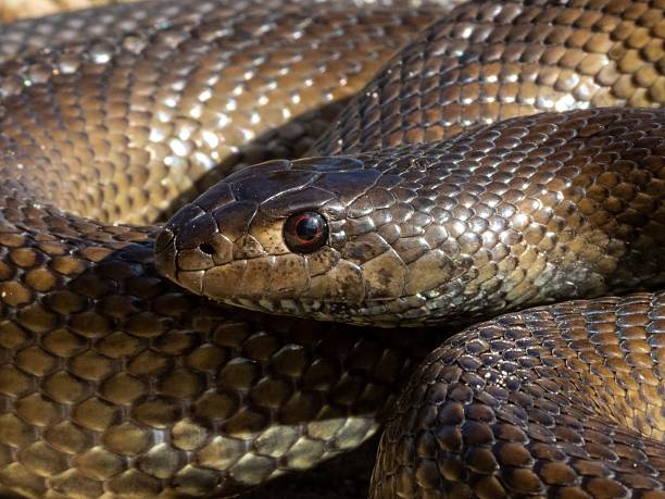 istock Close-up of a coiled snake with glossy scales. 2208272412