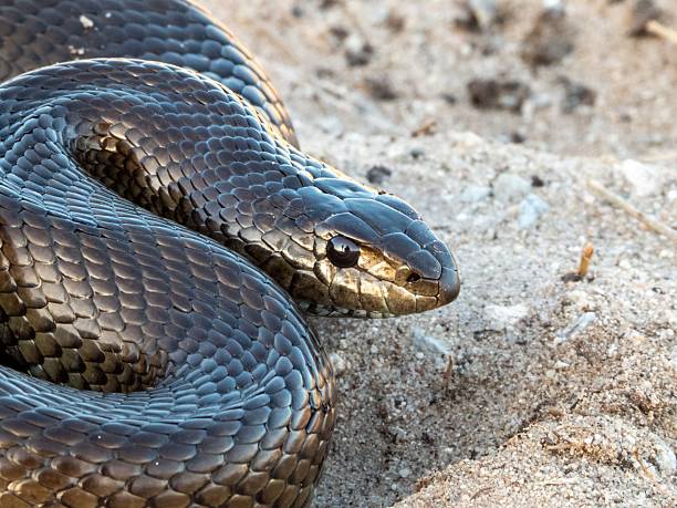 istock Close-up of a snake on sandy ground. 2208272425