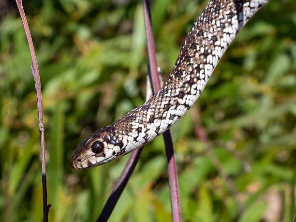istock Speckled Snake in Natural Habitat 2208272426
