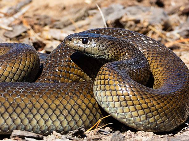istock Coiled snake with detailed scales. 2208272427