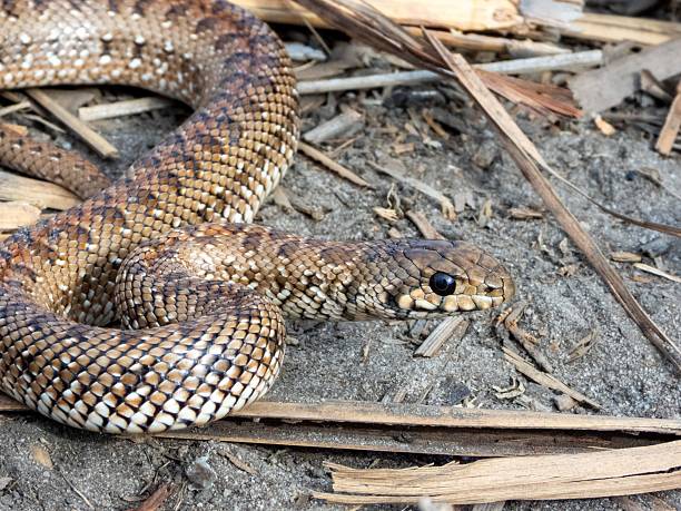 istock Brown snake with intricate scales on ground. 2208272469