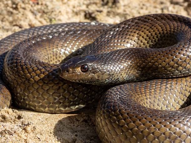 istock Close-up of a coiled snake on sandy ground. 2208272497