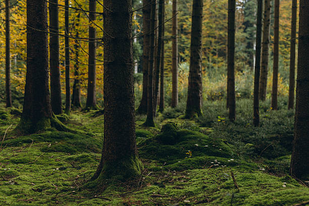 istock Forest background. Dark forrest nature view,Magic green mossy sunny forest with conifer trees. 2208278980