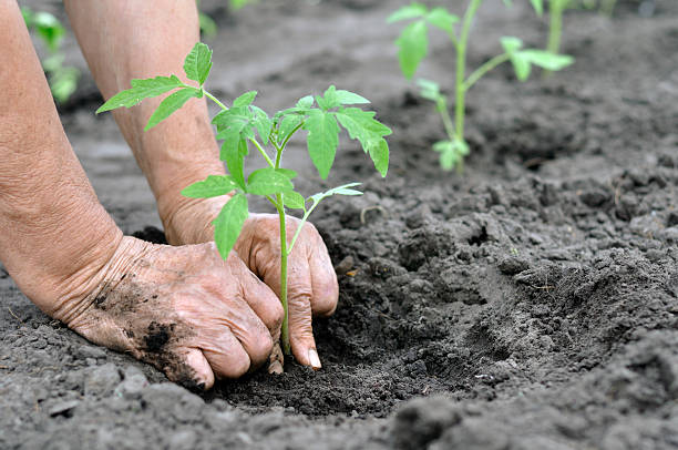 istock gardener's hands planting a tomato seedling 2208280241