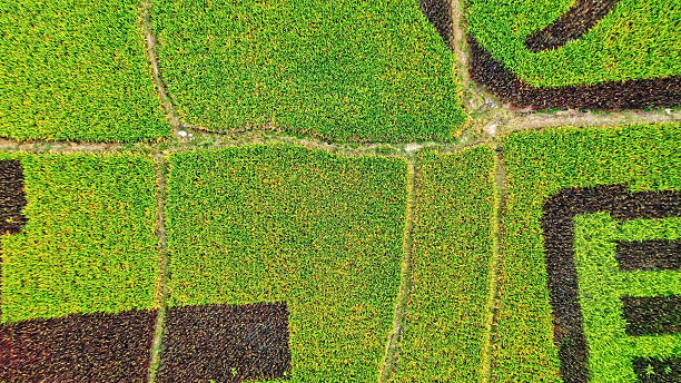 istock China's Agricultural Rice fields,China,Asia.Farmland. 2208281193