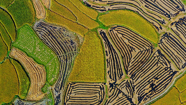 istock China's Agricultural Rice fields,China,Asia.Farmland. 2208281215