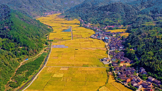 istock China's Agricultural Rice fields,China,Asia.Farmland. 2208281255