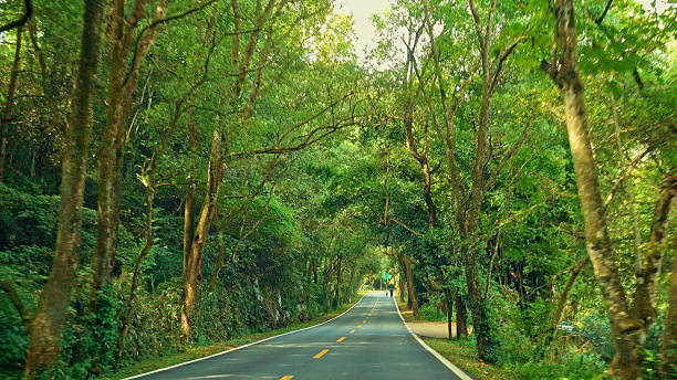 istock The tree lined path in Mount Wuyi,Nanping,Fujian,China,Asia. 2208281563