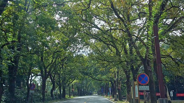 istock The tree lined path in Mount Wuyi,Nanping,Fujian,China,Asia. 2208281572