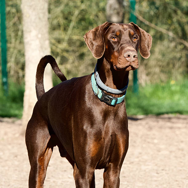 istock Portrait of a chocolate doberman. 2208281891