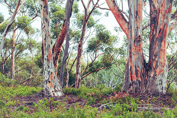 australian bushland landscape with eucalyptus trees with colourful textured bark