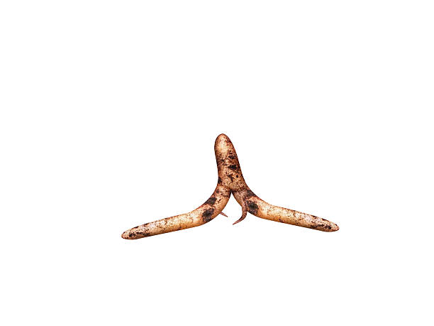 istock Mandragora officinarum or mandrake root 2208283422
