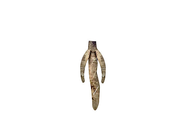 istock Mandragora officinarum or mandrake root 2208283433
