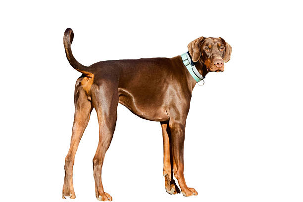 istock Portrait of a standing doberman. 2208283684