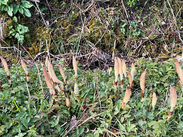 Fertile shoots of field horsetail growing on a verge of a country lane in Somerset. April 2025