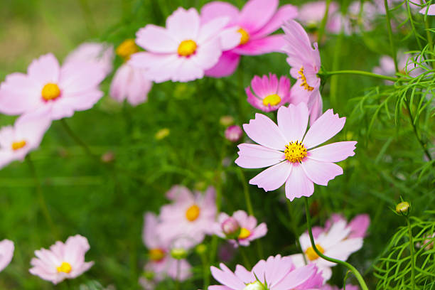 istock Cosmos flower blooming in garden 2208286083