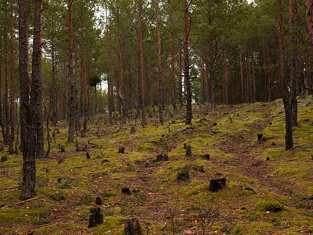 istock green autumn forest felled trees stumps 2208286612