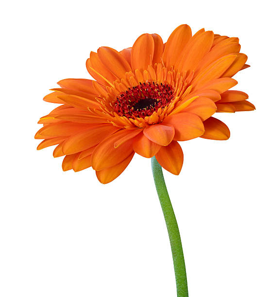 istock Vibrant orange Gerbera flower in bloom isolated on white background. 2208287357